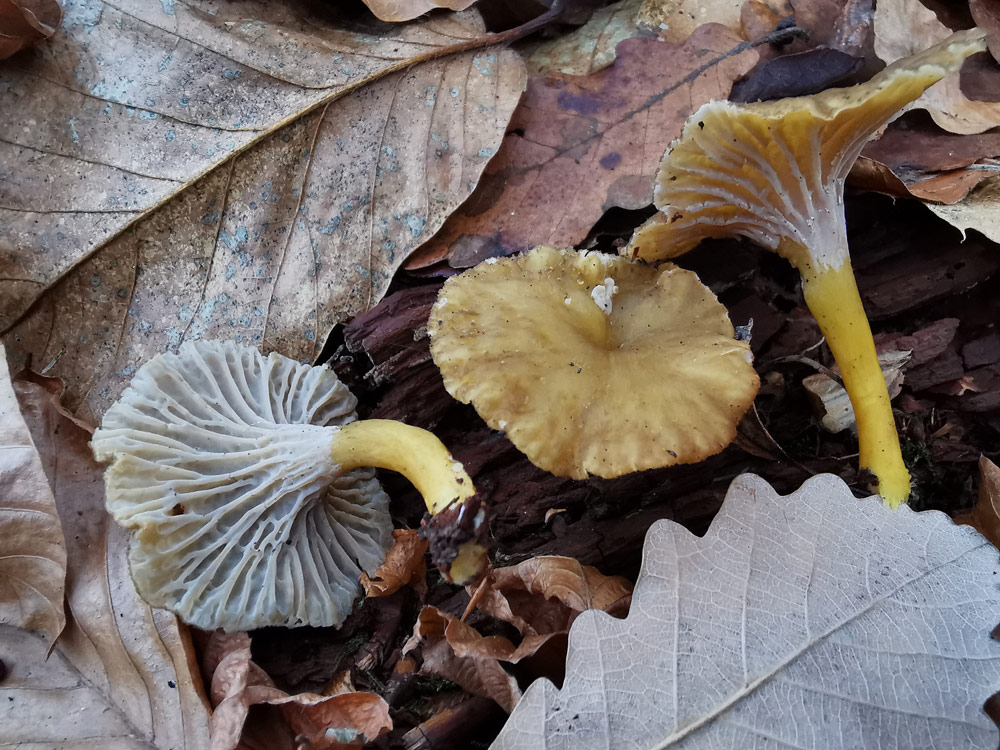 Arrivée massive des Trompettes chanterelles (Craterellus tubaeformis et