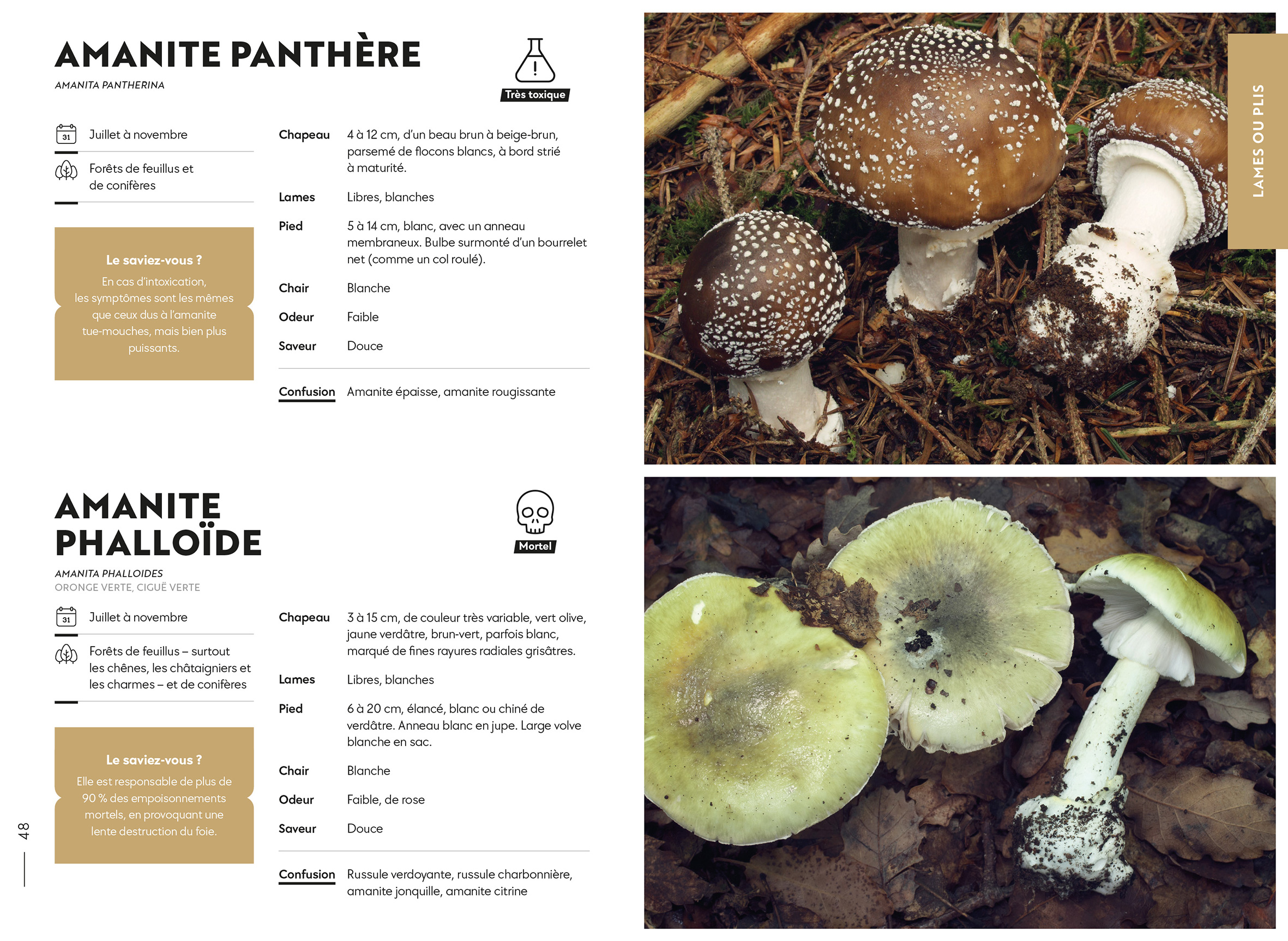Les guides de l'automne 2021 - Champignon Magazine